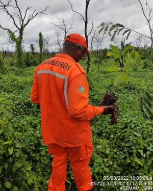 PLANTIO DE APROXIMADAMENTE 400 RVORES EM UMA REA DO ASSENTAMENTO DE SRN-PI QUE FOI IMPACTADA PELO GRANDE INCNDIO DE SETEMBRO DE 2021